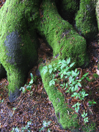 Bemooster Wurzelhals an einem alten Parkbaum